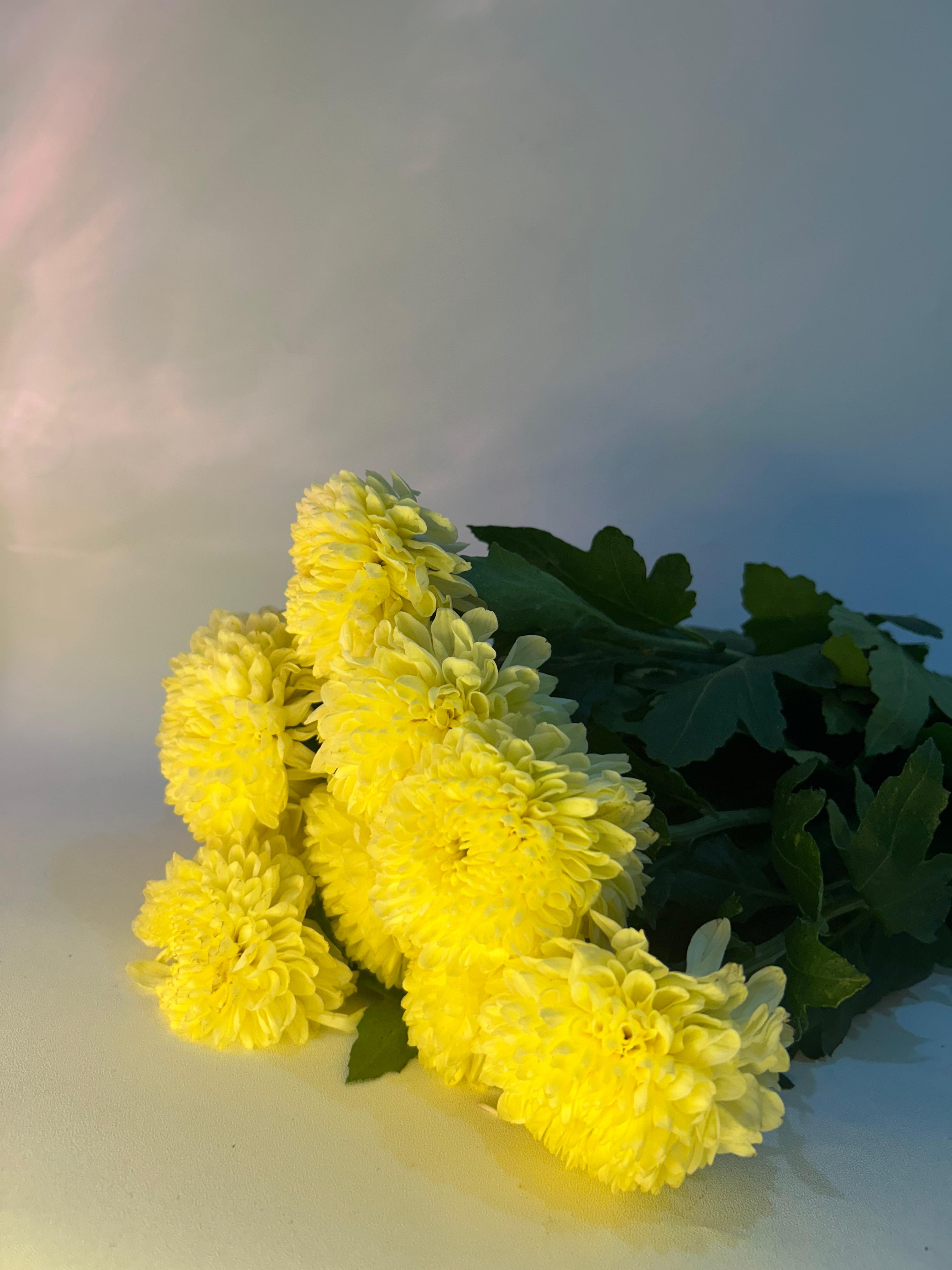 FFI FLORA