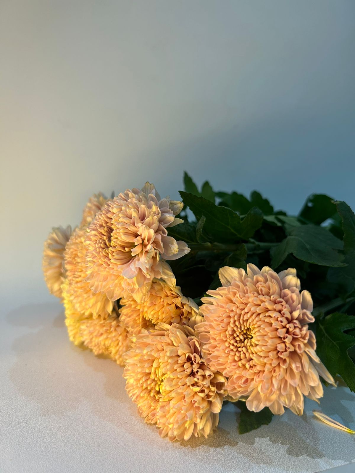 FFI FLORA